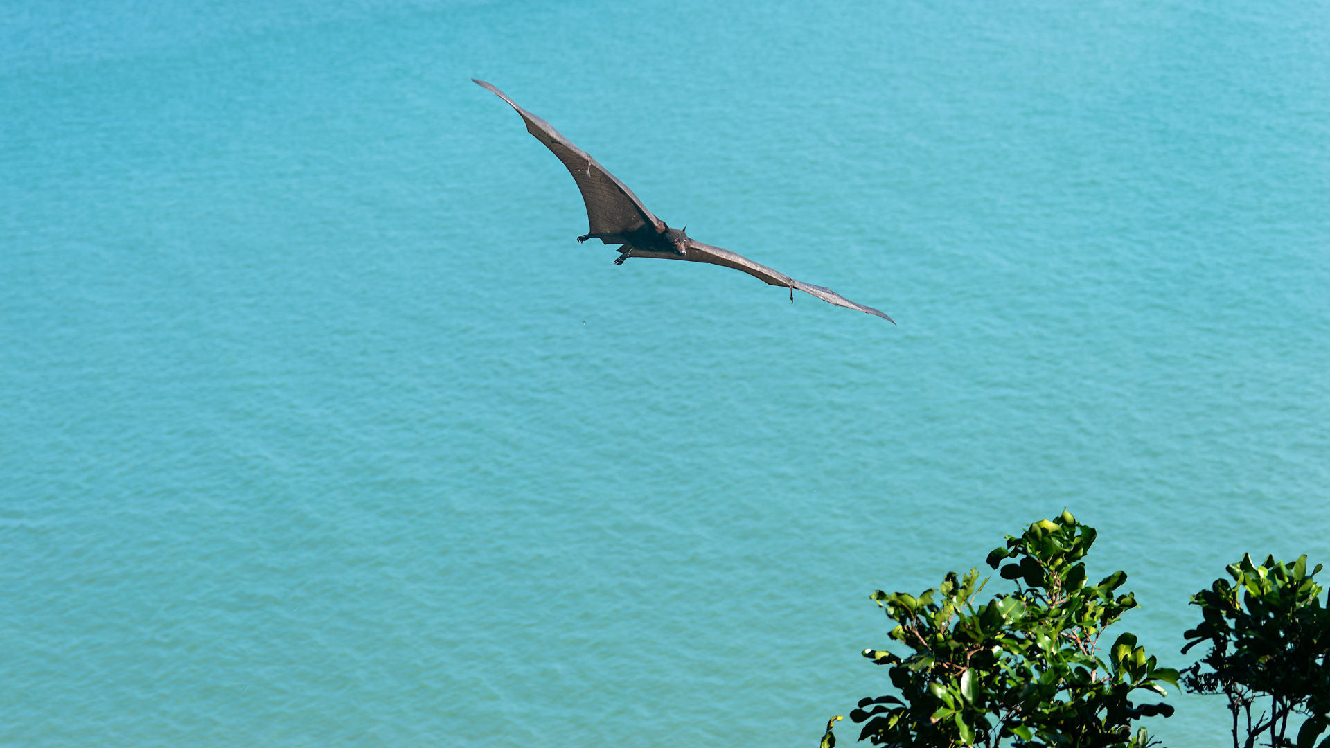 Darwin - Bicentennial Park - Flughunde
